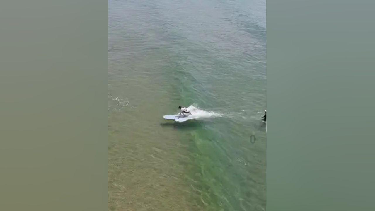 逃离大犀牛出没地